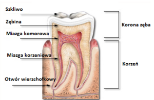 Przegląd kanału zębowego - chirurg stomatolog Żary, Żagań
